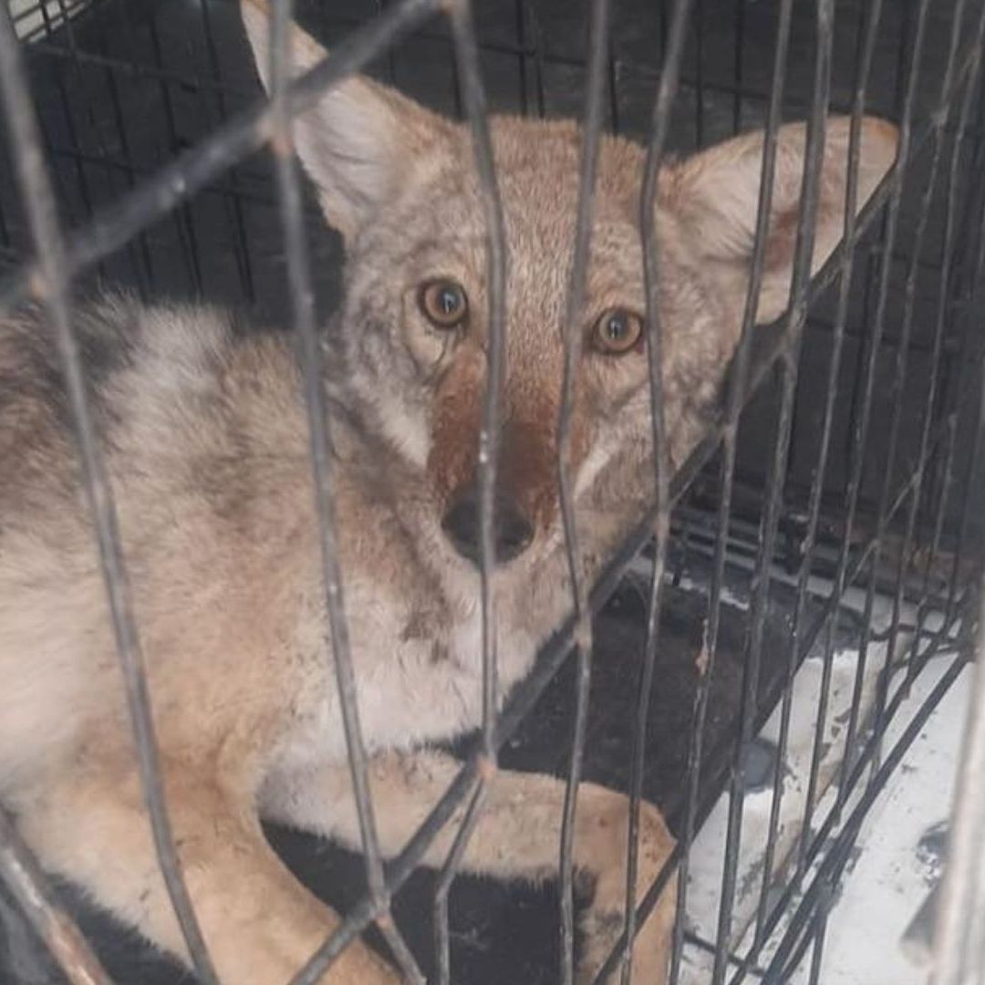 Rescatan a Coyote Herido que Vagaba por Calles de Ciudad Juárez