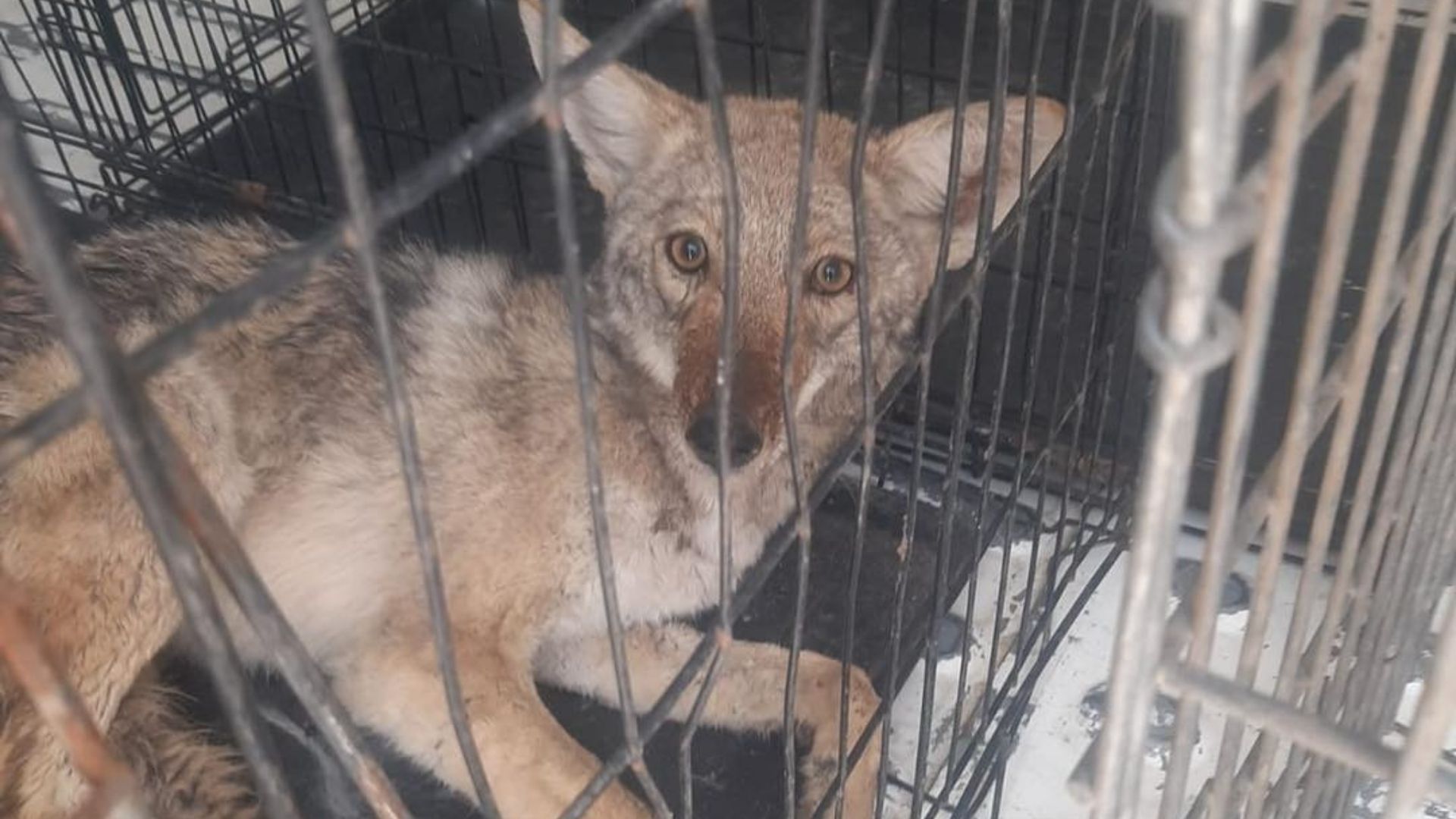 Rescatan a Coyote Herido que Vagaba por Calles de Ciudad Juárez