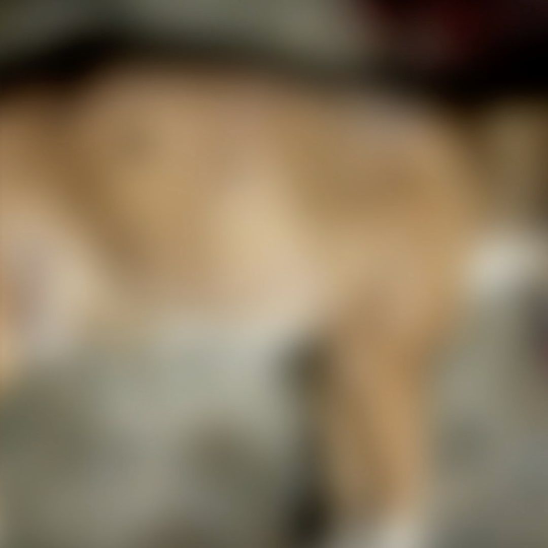 Asesina Presuntamente Policía a Perro en Santiago, NL; Autoridades ya lo Investigan