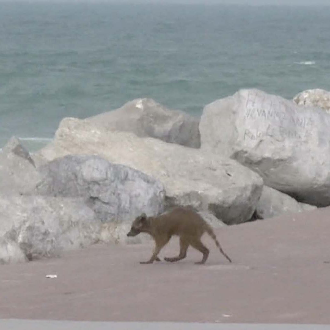 Captan a Adulto Mayor Rociar Presuntas Sustancias Tóxicas a Mapaches en Playa Miramar