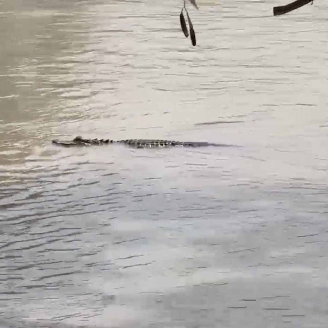 Avistan Cocodrilos en la Orilla del Río Bravo; Alertan a Ciudadanos