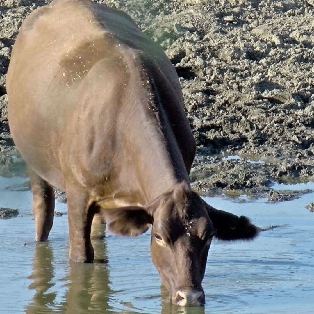 El 22 de marzo se conmemora el Día Mundial del Agua y el lema del 2024 es "Agua para la paz".