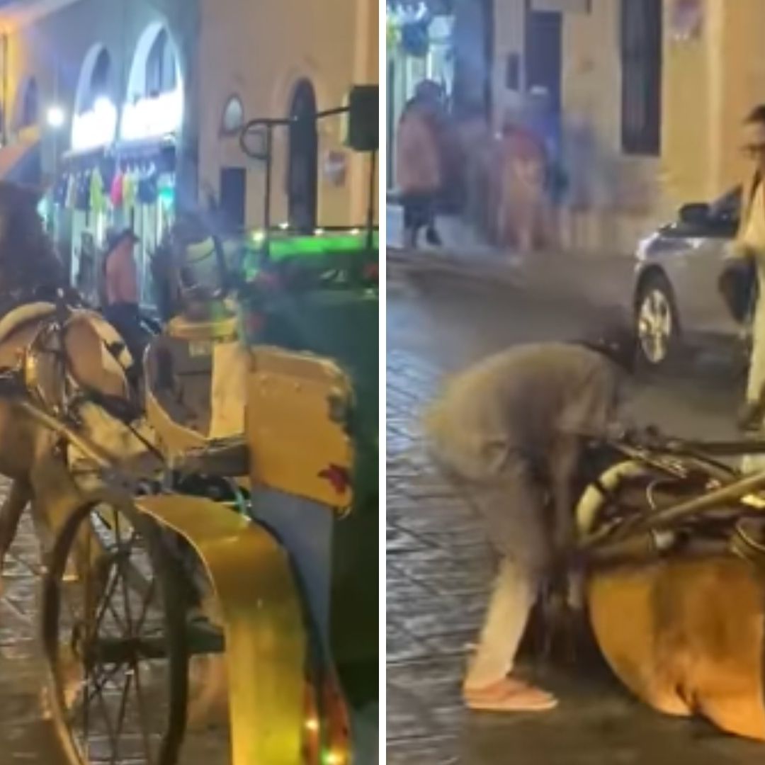 Caballo de Calesa se Desploma por Cansancio y Calor en Yucatán