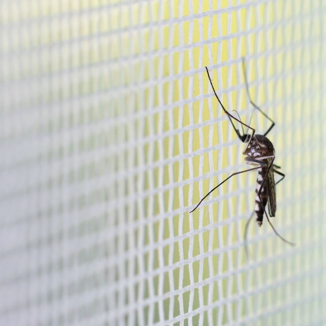 Aplican Larvicida en Pipas de Agua para Erradicar a Mosquitos con Dengue en Ensenada