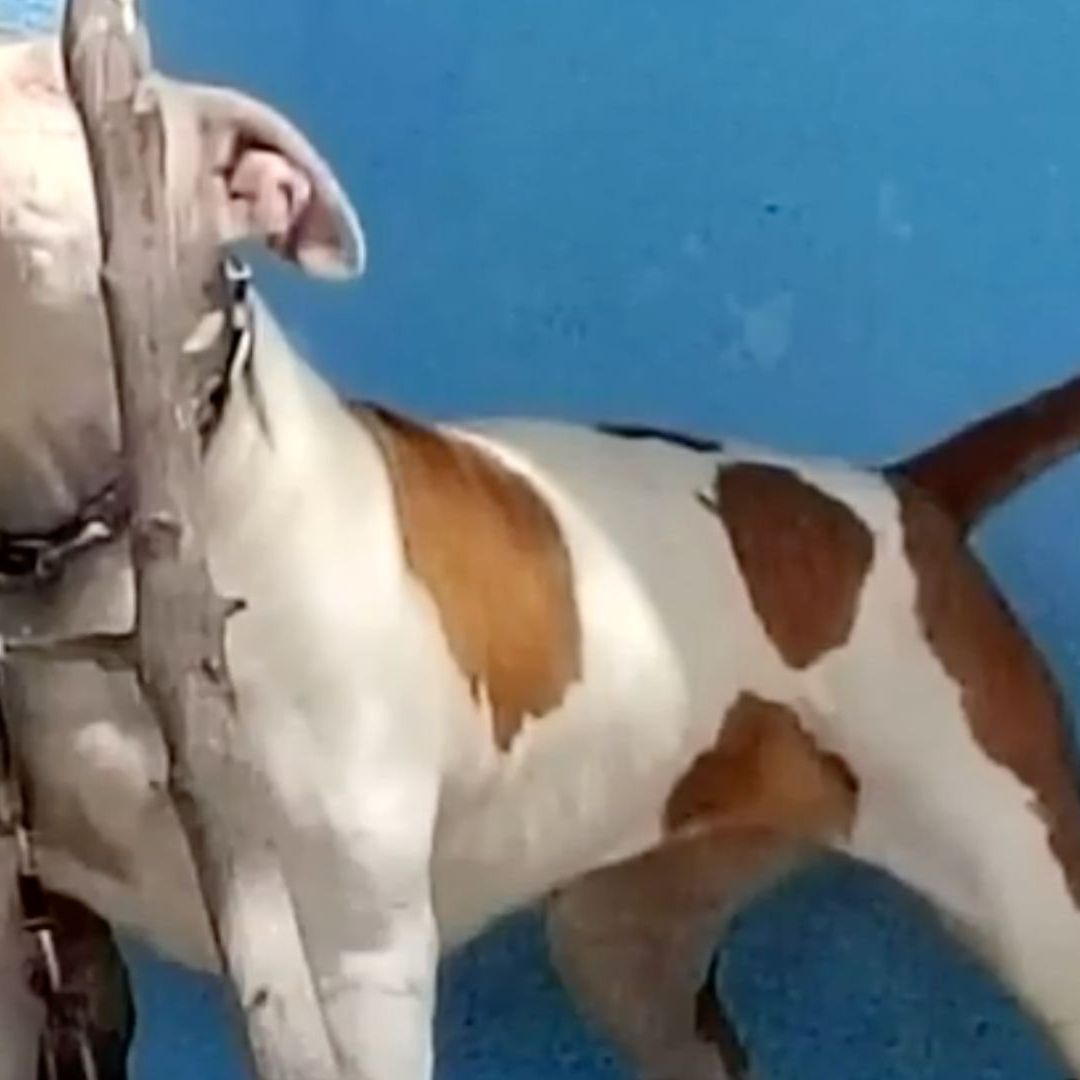 Perro Ataca y Hiere a Pareja en Pesquería, Nuevo León