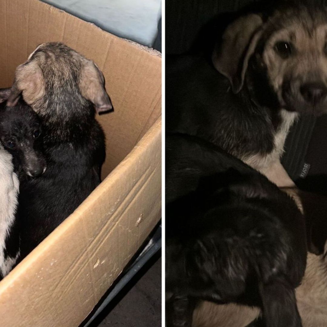 Autoridades rescatan a perros víctimas de maltrato en Tijuana