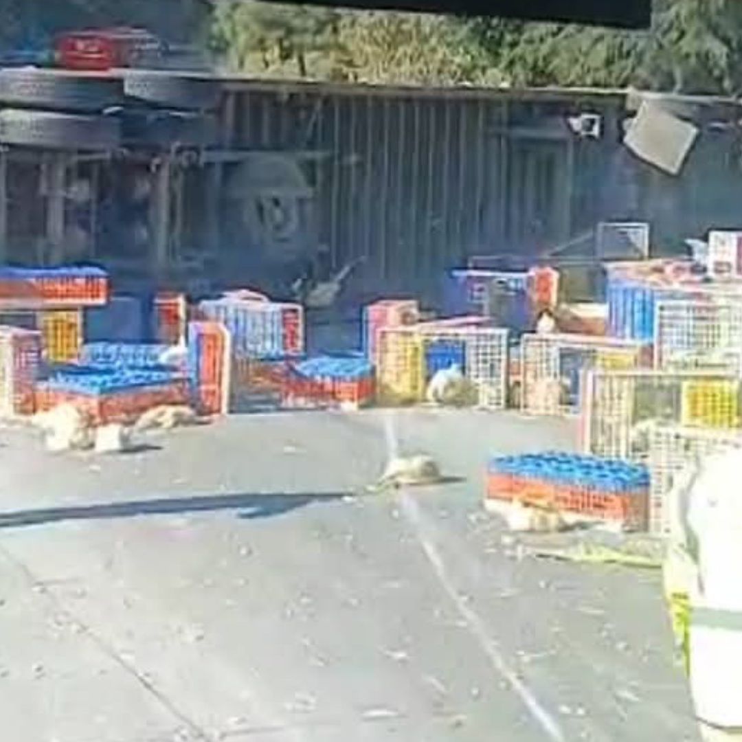 Rapiña de Pollos por Volcadura de Tráiler en la Autopista México-Puebla altura de Río Frío