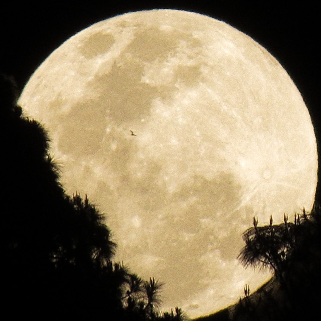 FOTOS: Así se Vio el Eclipse Penumbral de Luna