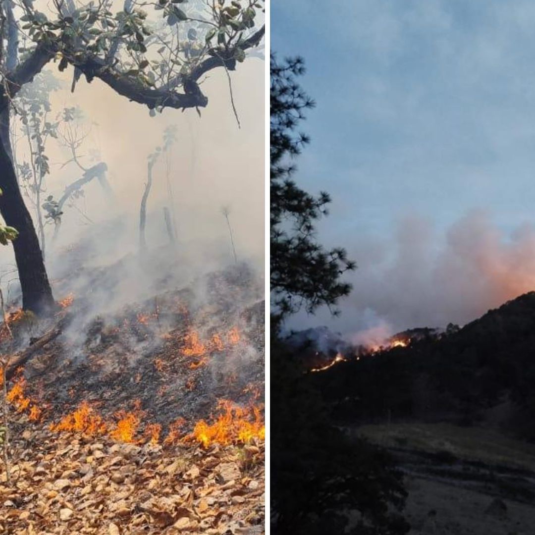 Bandas Criminales Provocan Incendio Forestal Durante Enfrentamiento con Autoridades en Sinaloa