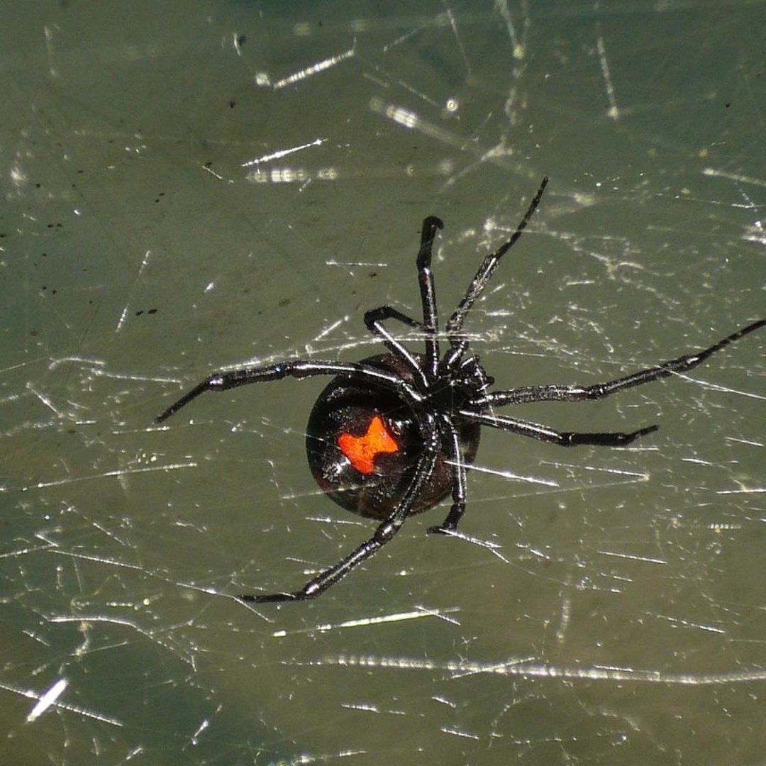 Bebé de 2 Años Muere por Picadura de Araña en Durango