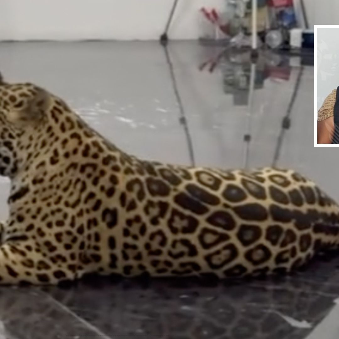 Rescate de Jaguar Encadenado como Mascota en San Jerónimo Caleras, Puebla; Hay un Detenido