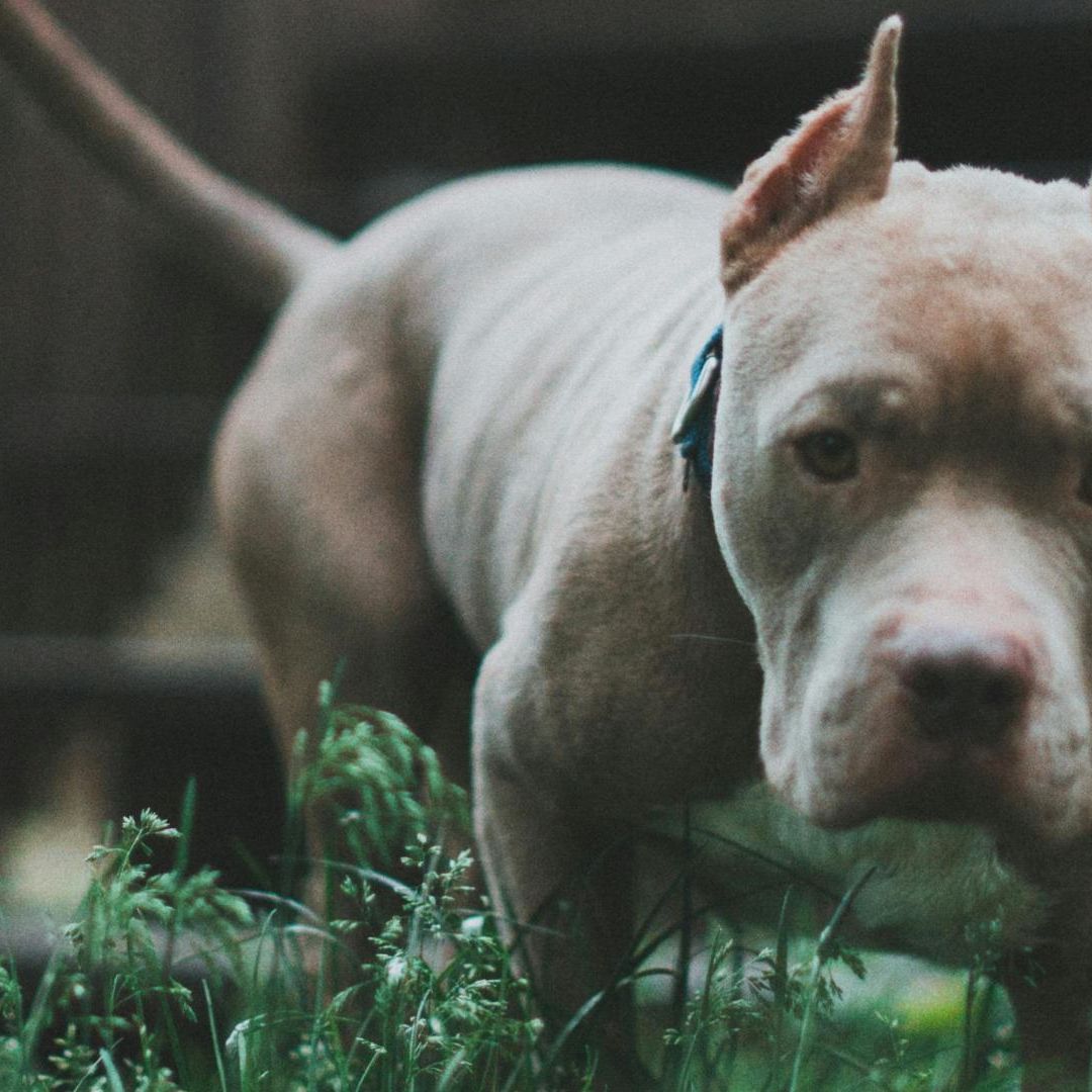 El ataque del pitbull ocurrió la tarde en la colonia Nuevas Esperanzas, ubicada al poniente de la ciudad y puerto de Veracruz.