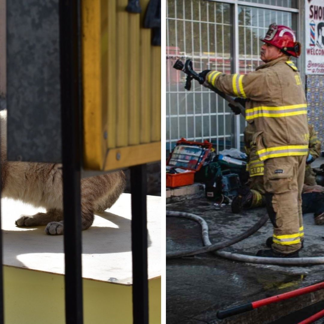 ¿Tienes Mascotas? Lanzan Engomado para Asegurar su Rescate en Caso de Emergencias