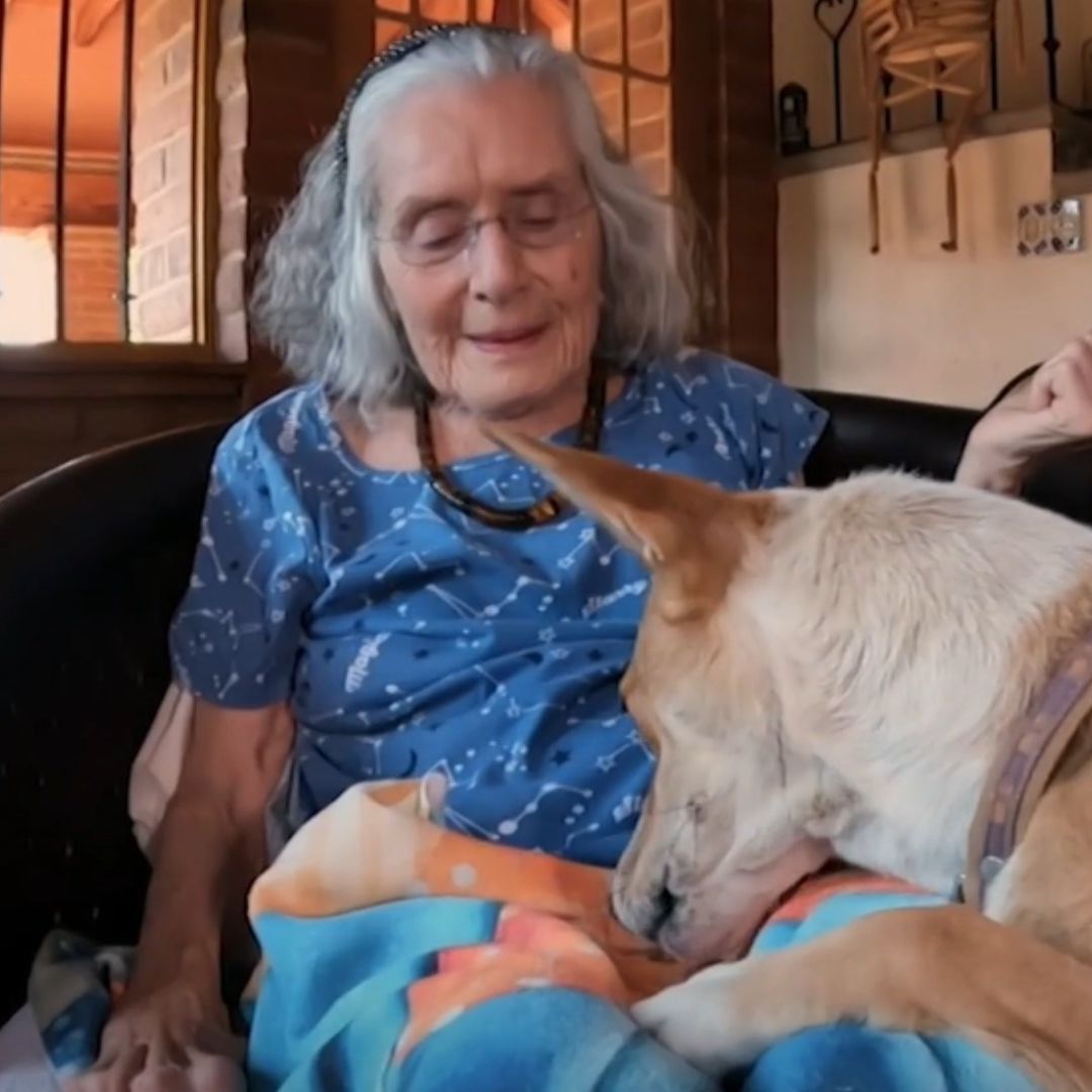 Refugio para Perros en Tepoztlán Debe Cerrar por Salud de Fundadora, sus Lomitos Buscan un Hogar