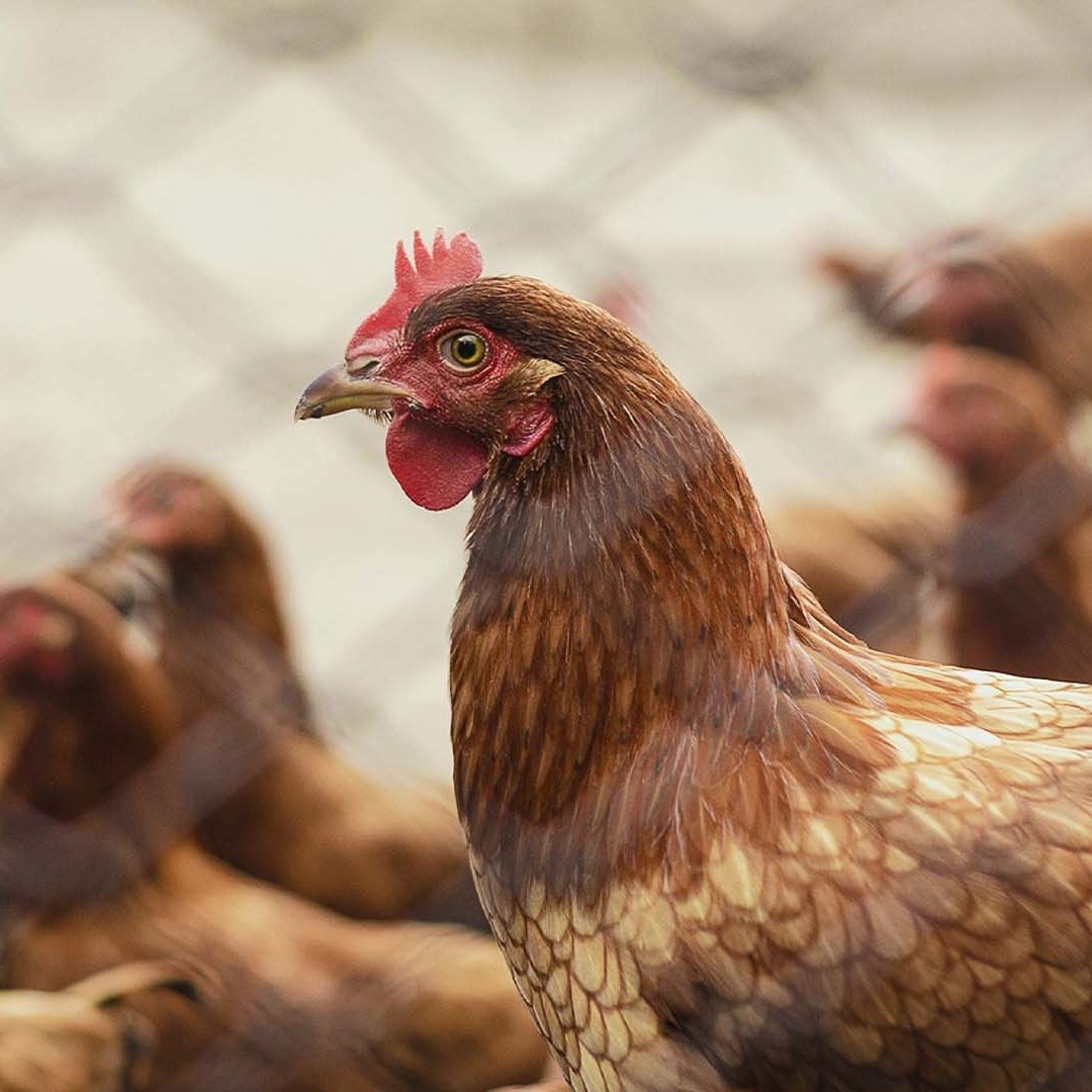 Primer Caso Humano de Influenza Aviar A H5N1 en México: Activan Protocolo