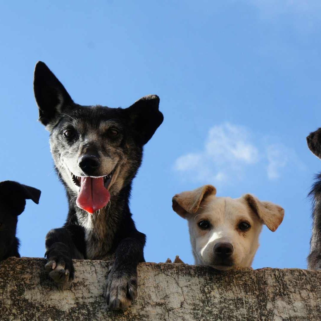 Jornadas de Esterilización Gratuitas en Hermosillo los Días 7 y 10 de Abril 2025 ¿Dónde y Hora?