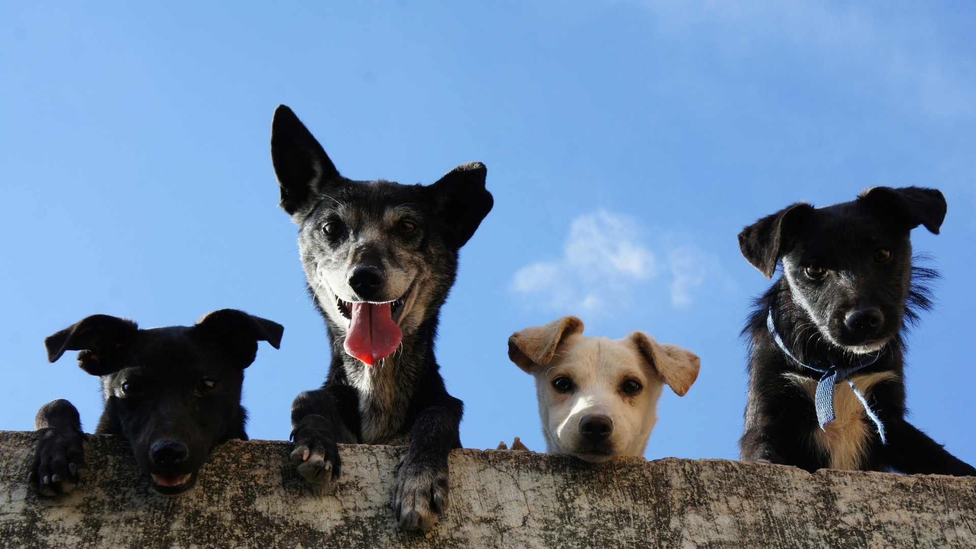 Jornadas de Esterilización Gratuitas en Hermosillo los Días 7 y 10 de Abril 2025 ¿Dónde y Hora?
