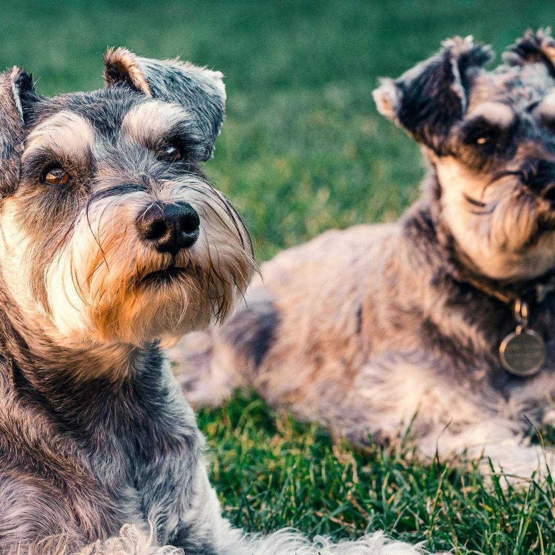 os perros sí entienden a los humanos, afirma nuevo estudio