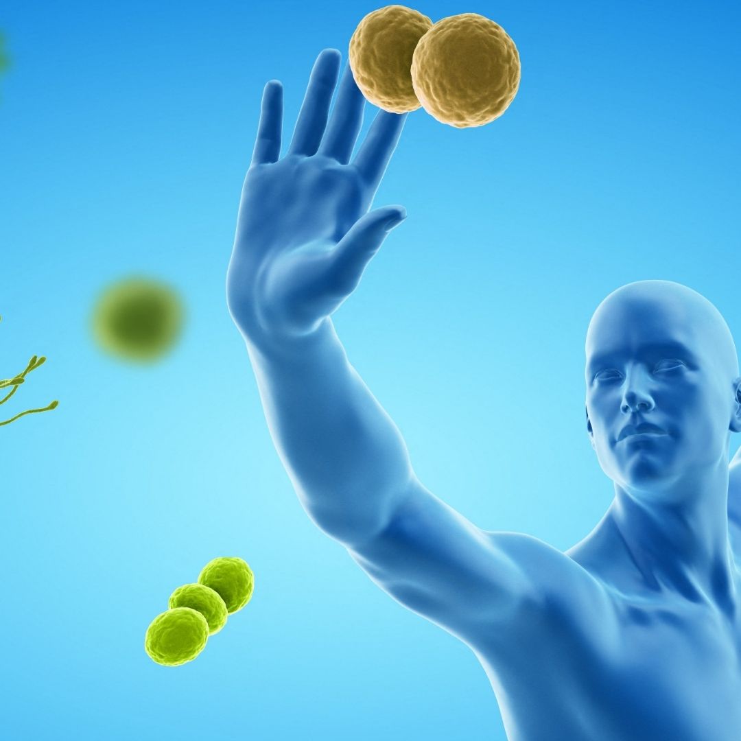 Una terapia con anticuerpos, descrita en la revista Nature, ha logrado rejuvenecer el sistema inmune en ratones de avanzada edad