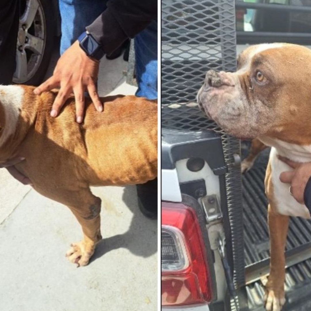 Rescatan a perros encontrados con huellas de maltrato en Tecate