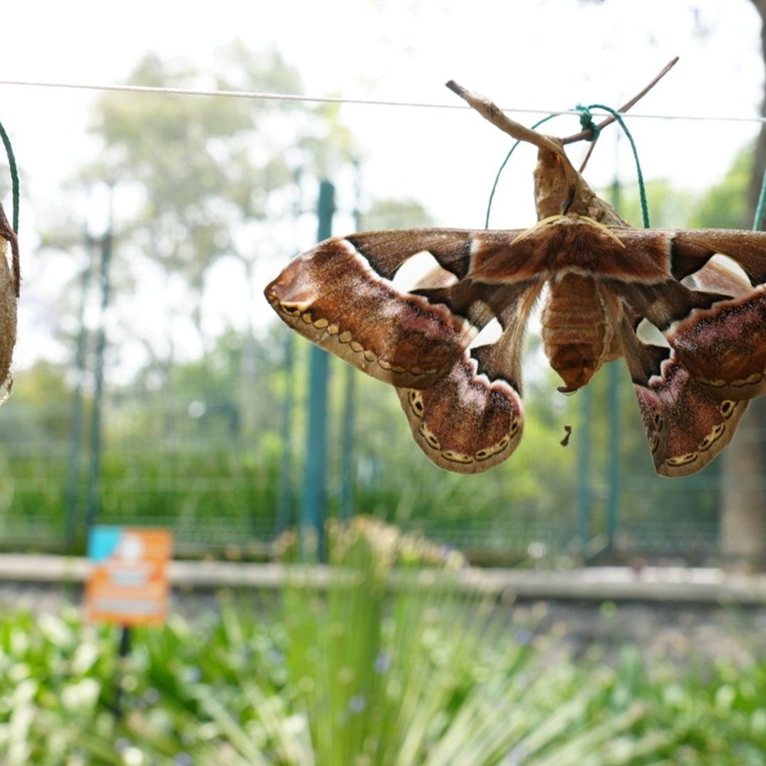 Hasta ahora, han nacido al menos 20 mariposas de la especie “cuatro espejo” de los dos mil capullos que fueron rescatados en marzo pasado