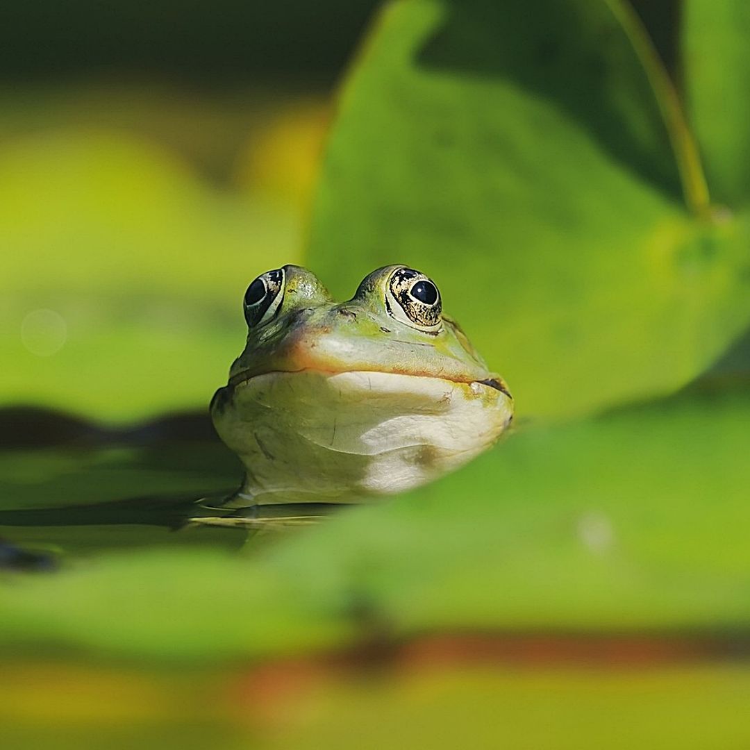 Un estudio revela que las ranas hembra guiñan el ojo a los machos para coquetear