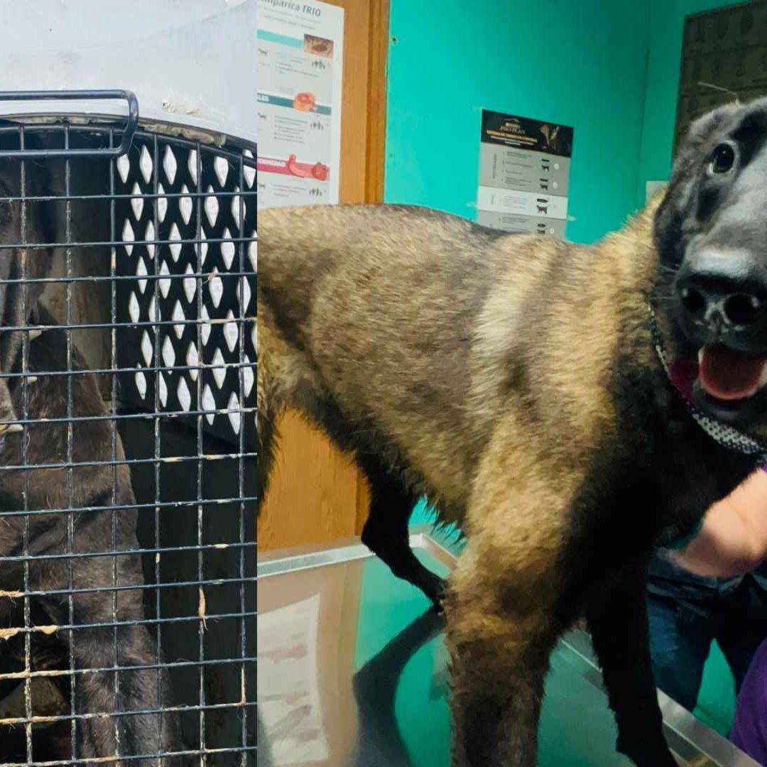 Rescatan a Perros Abandonados en Central de Autobuses en Monterrey
