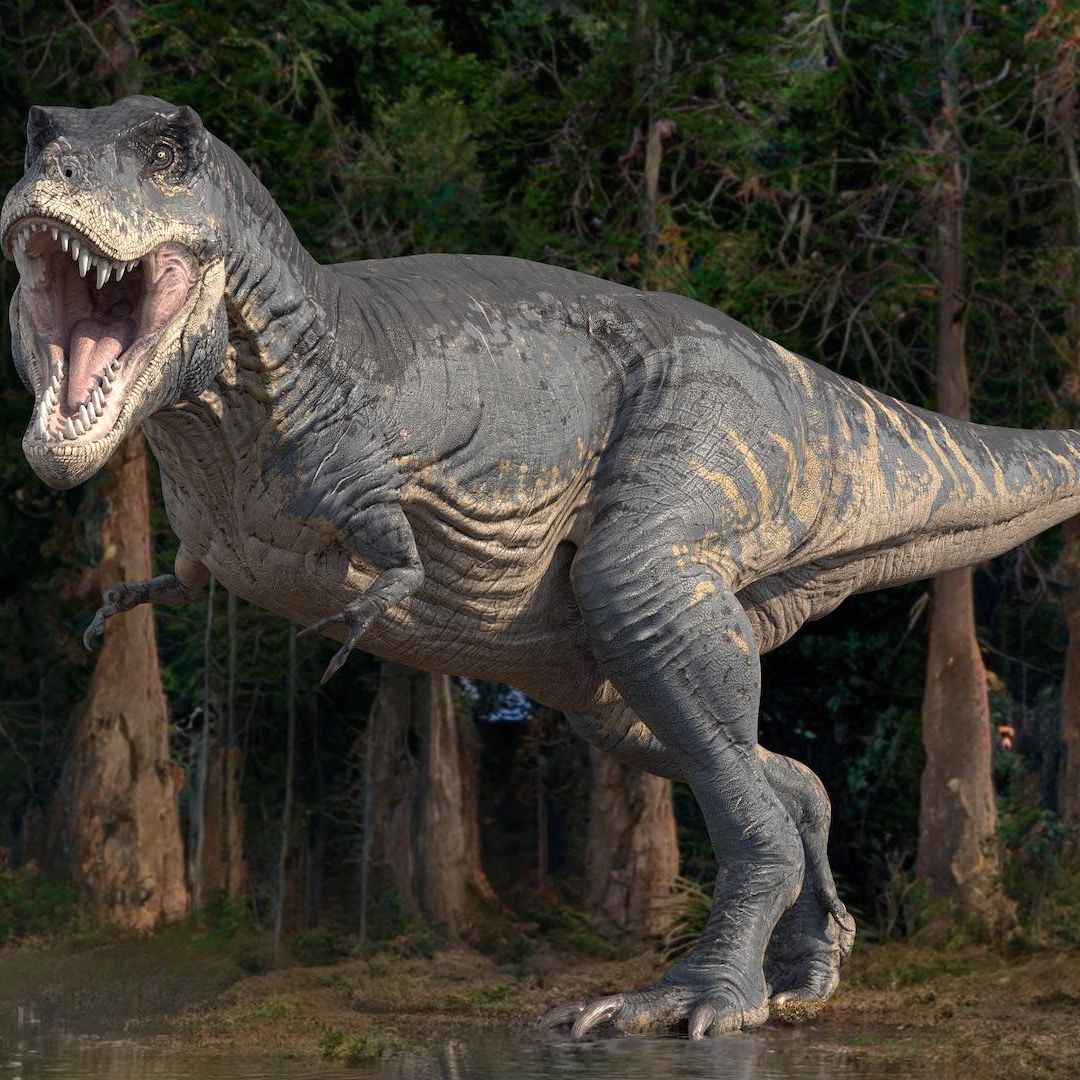 ¿Por qué algunos dinosaurios tenían los brazos cortos?