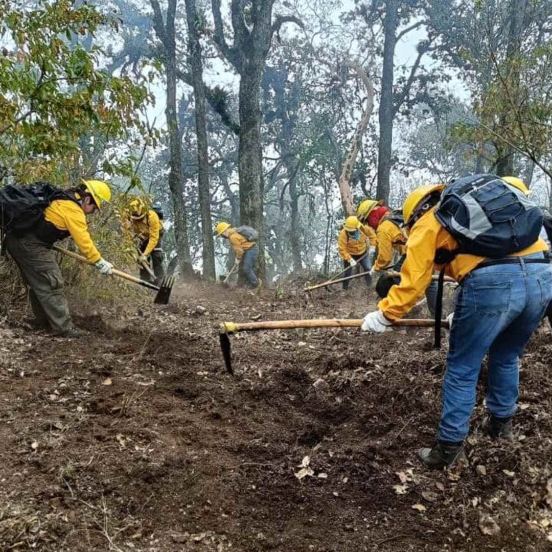 Liquidan incendio forestal en Veracruz