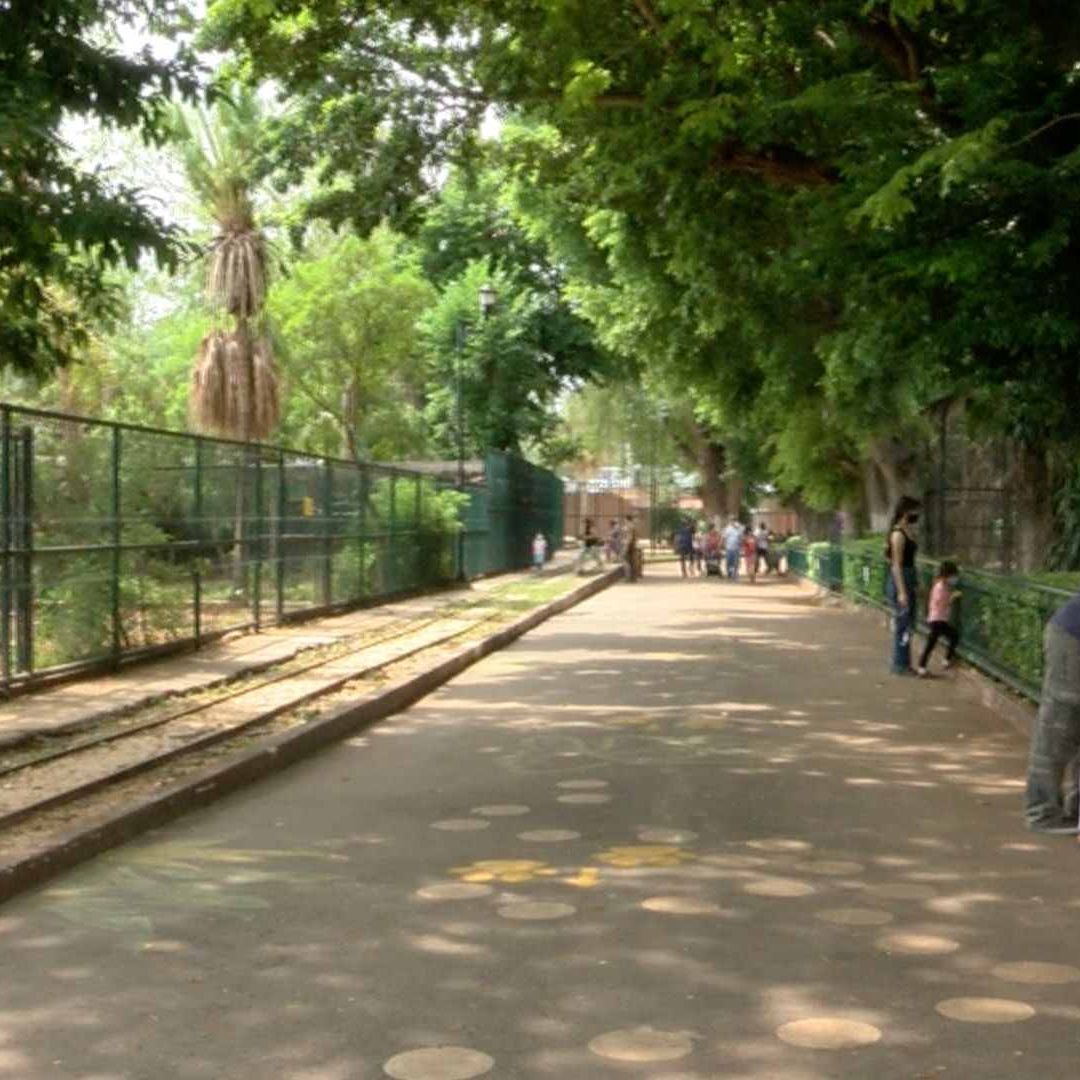 Iguano Confunde Bolsa de Plástico con Alimento; Pierde la Vida en el Parque Zoológico Centenario