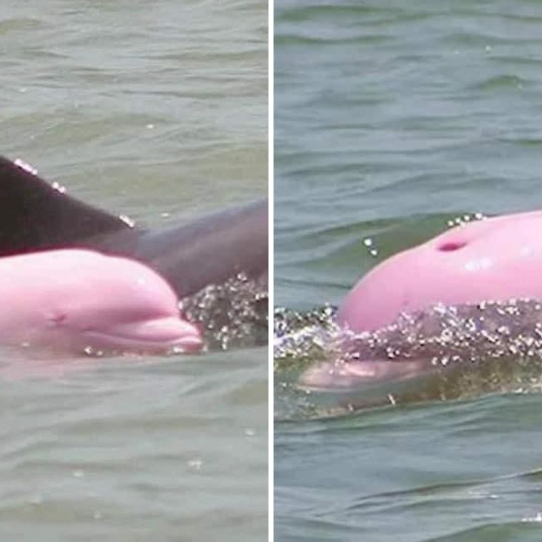 Captan a Delfín Albino Rosa Paseando en las Playas de Mazatlán, Sinaloa; Así se Ve