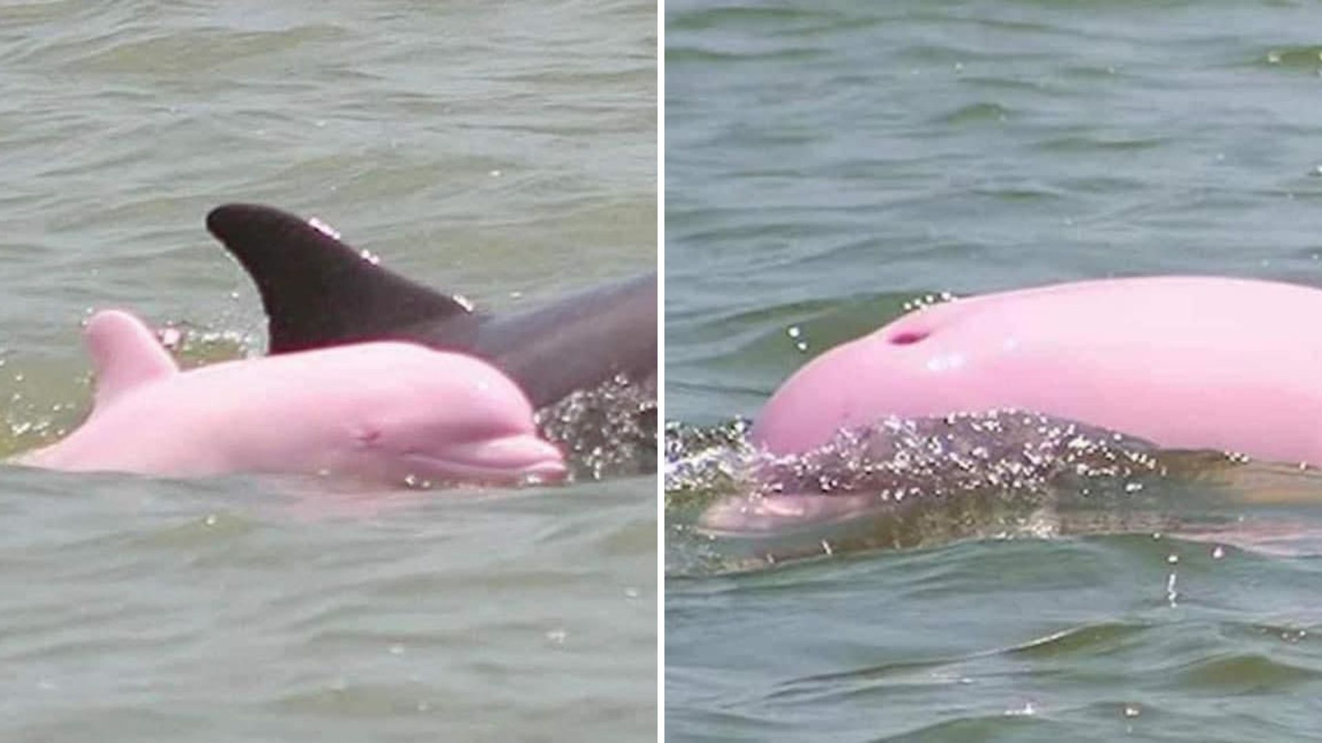 Captan a Delfín Albino Rosa Paseando en las Playas de Mazatlán, Sinaloa; Así se Ve