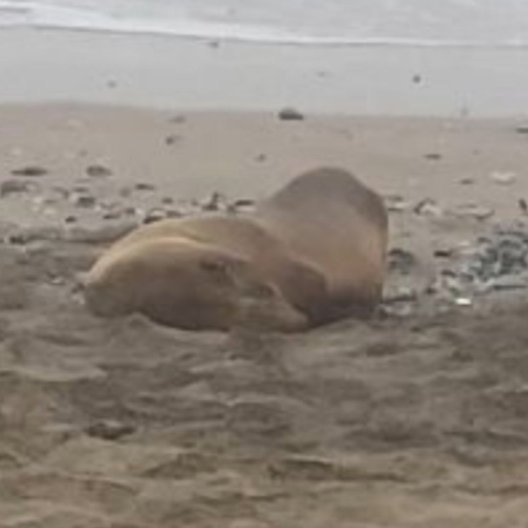 Lobos Marinos con Síntomas de Intoxicación Aparecen en Costas de BC; Esto Pasó