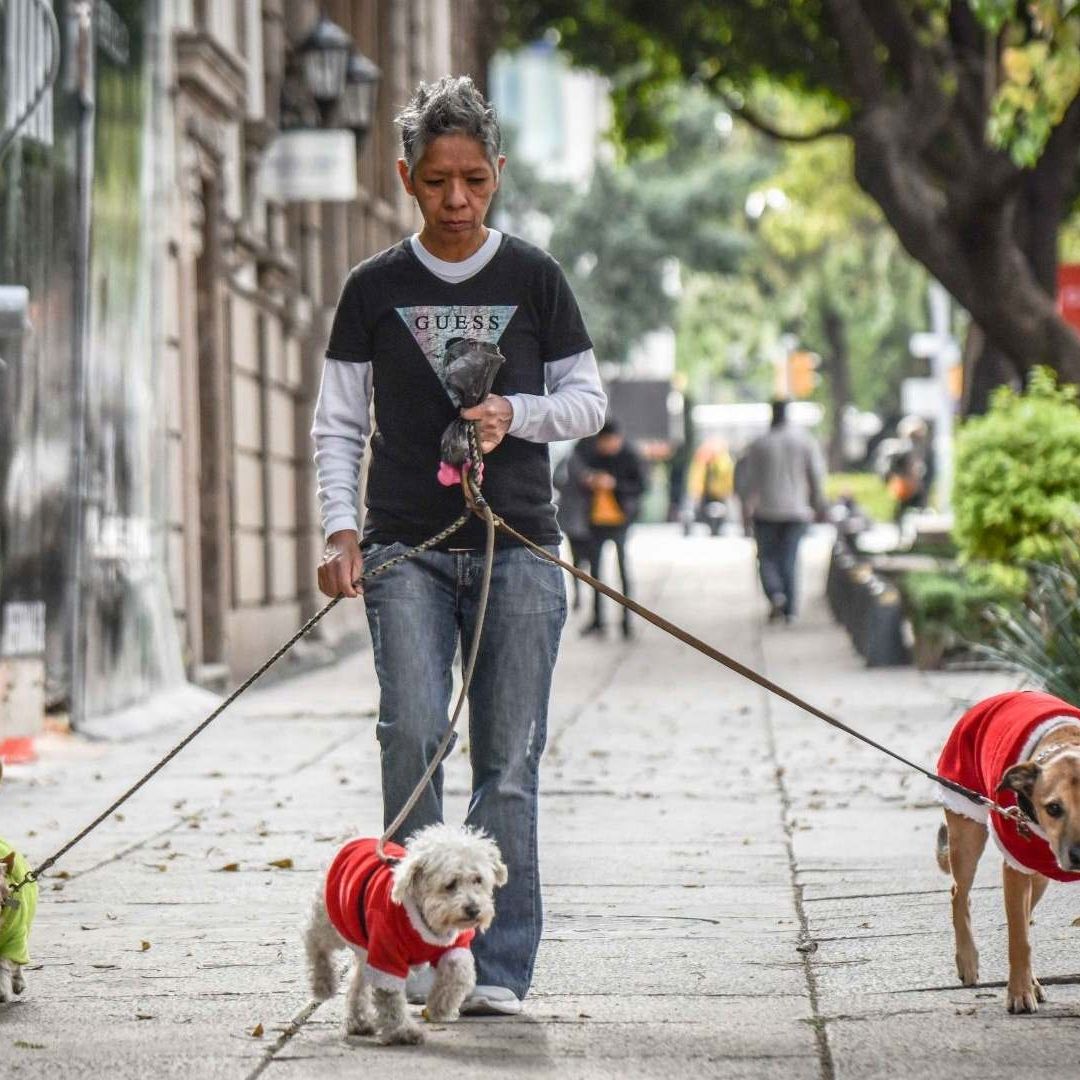 Otra de las reformas, es que todos los paseadores de perros deberán tomar un curso y estar registrados