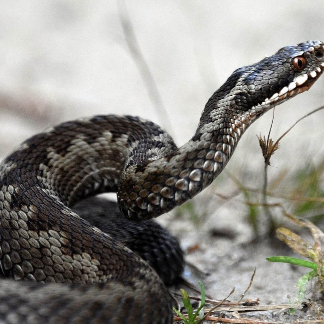 Serpiente de más de 2 metros vista en calles de Jalisco.