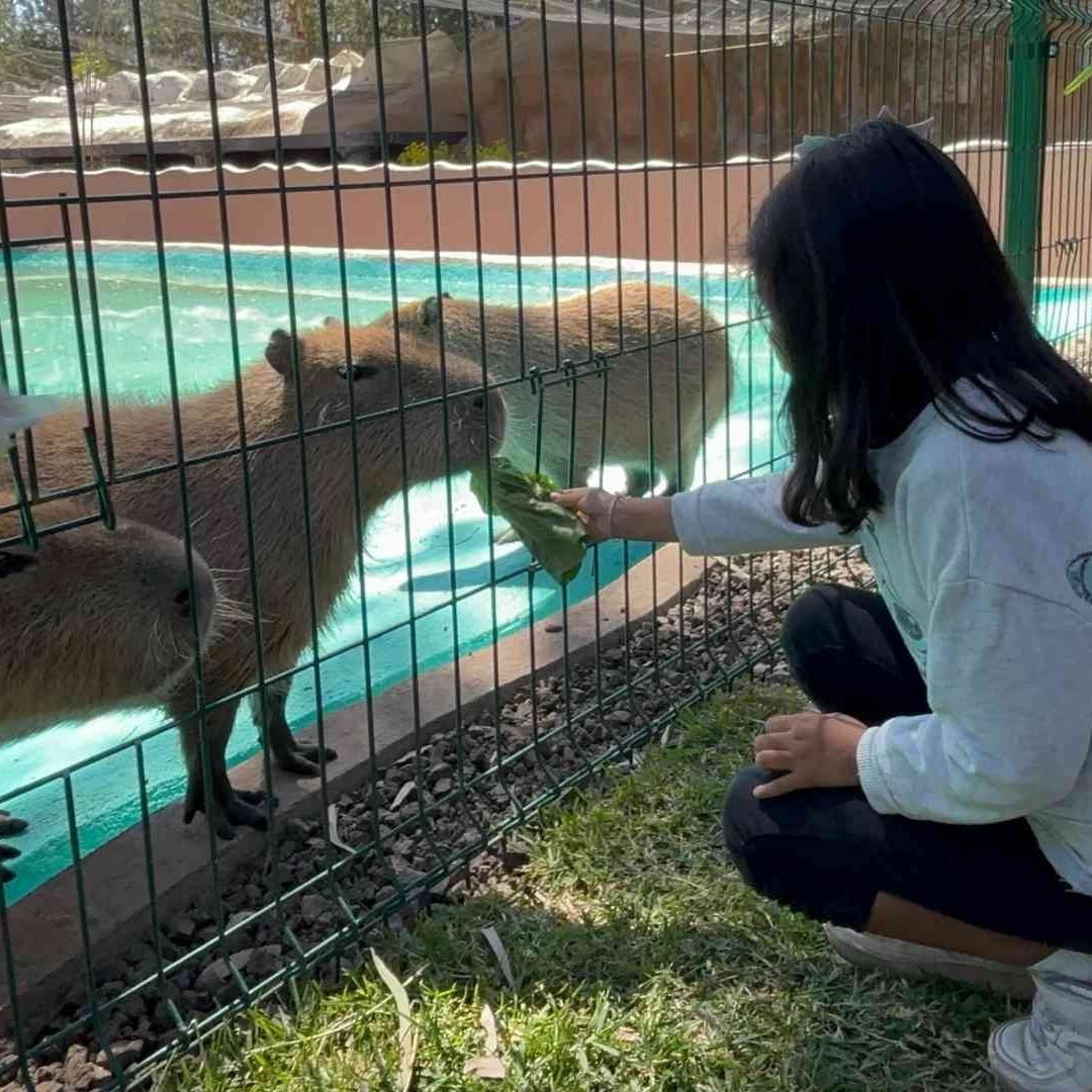 Niña alimenta a capibaras