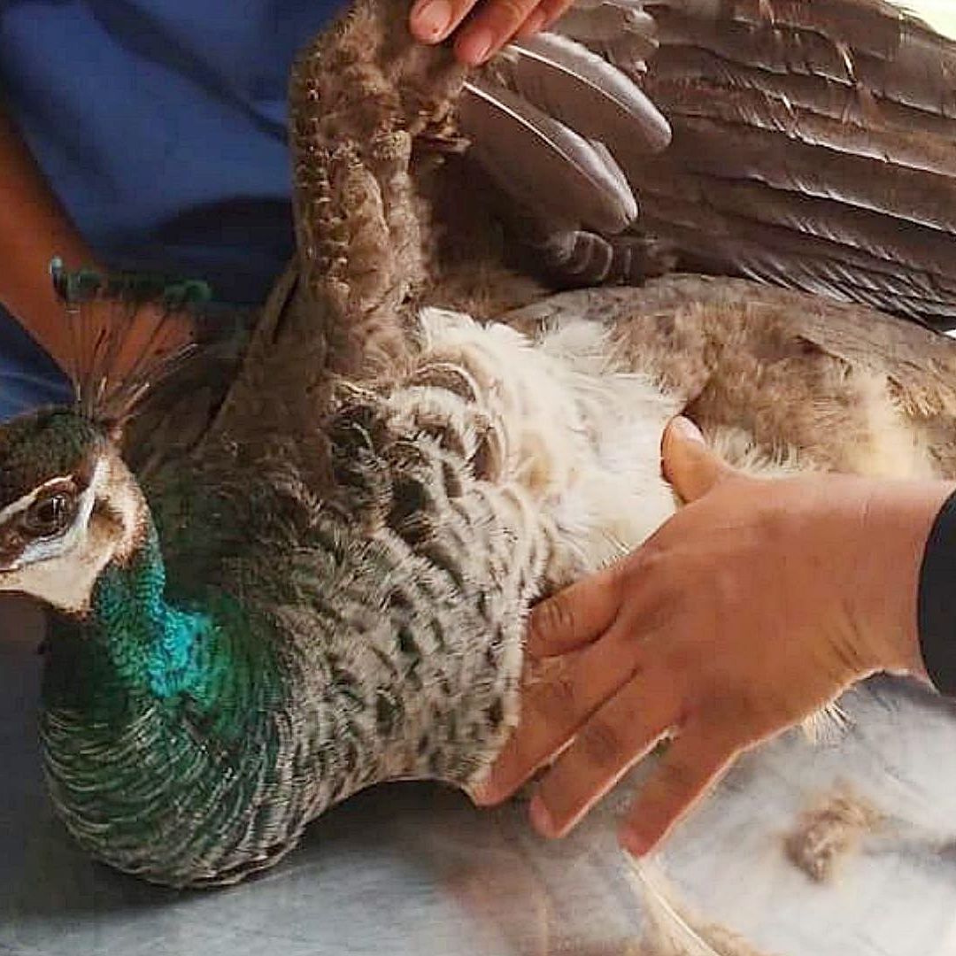 ¿Cómo Llegó Ahí? Rescatan a Pavo Real Atorado en Malla Electrificada en CDMX