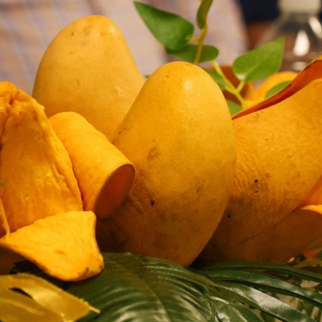 Productores de Mango Ataulfo en Chiapas Se Unen para Lograr Precios Justos