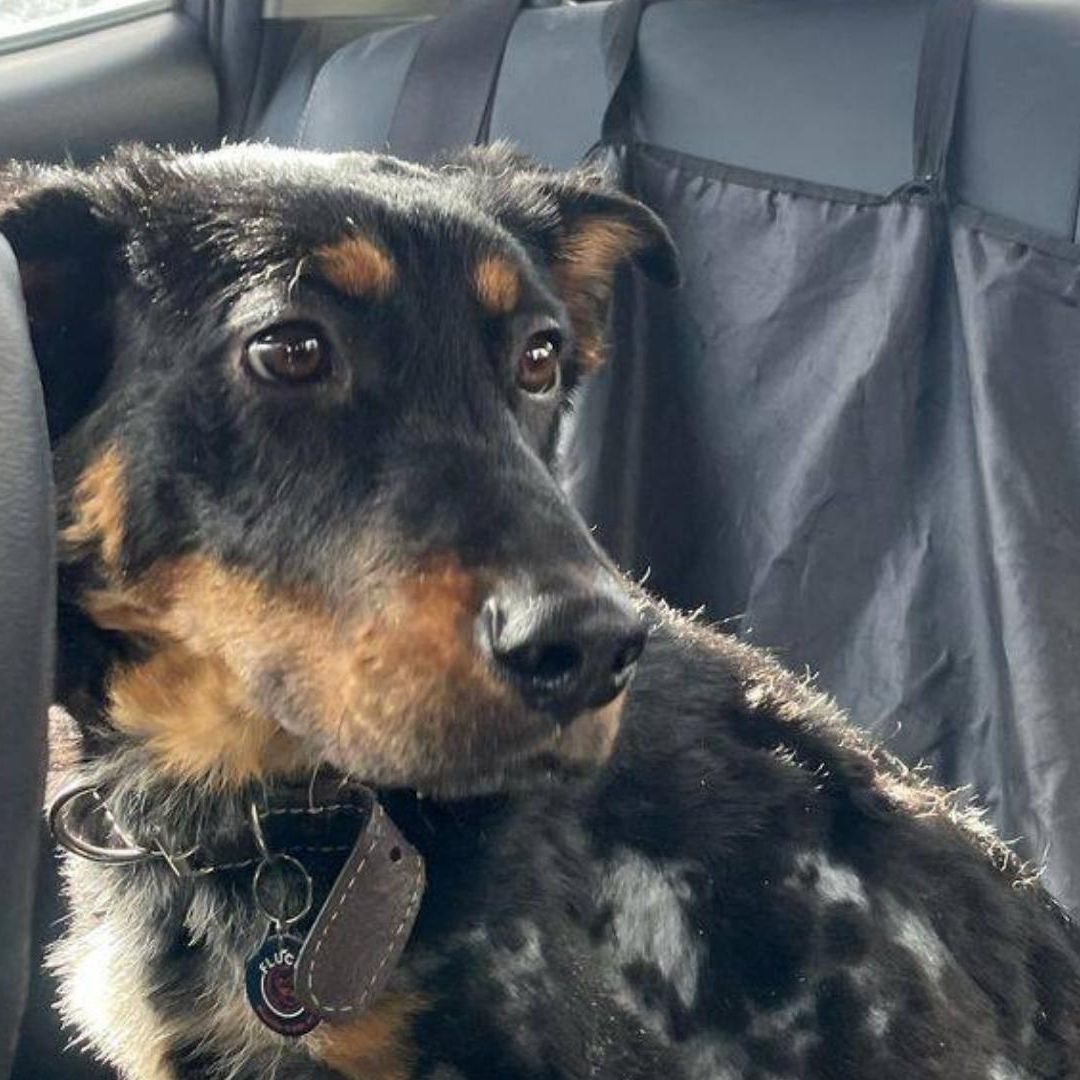 Violeta, la Perrita Rescatada de un Tambo de Chapopote Ya Tiene Hogar en Chihuahua