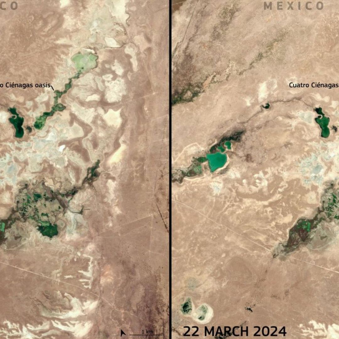 Alertan Desaparición del Oasis de Cuatro Ciénegas, en Coahuila