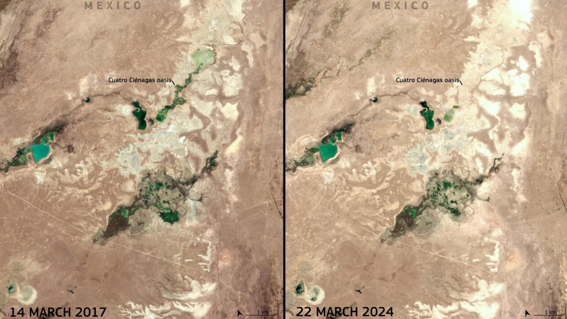 Alertan Desaparición del Oasis de Cuatro Ciénegas, en Coahuila