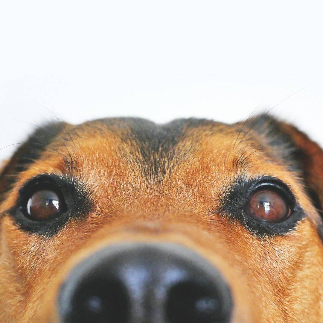 CURP para Mascotas en CDMX ¿Cómo Hacer el Trámite de Registro para Evitar Multas?