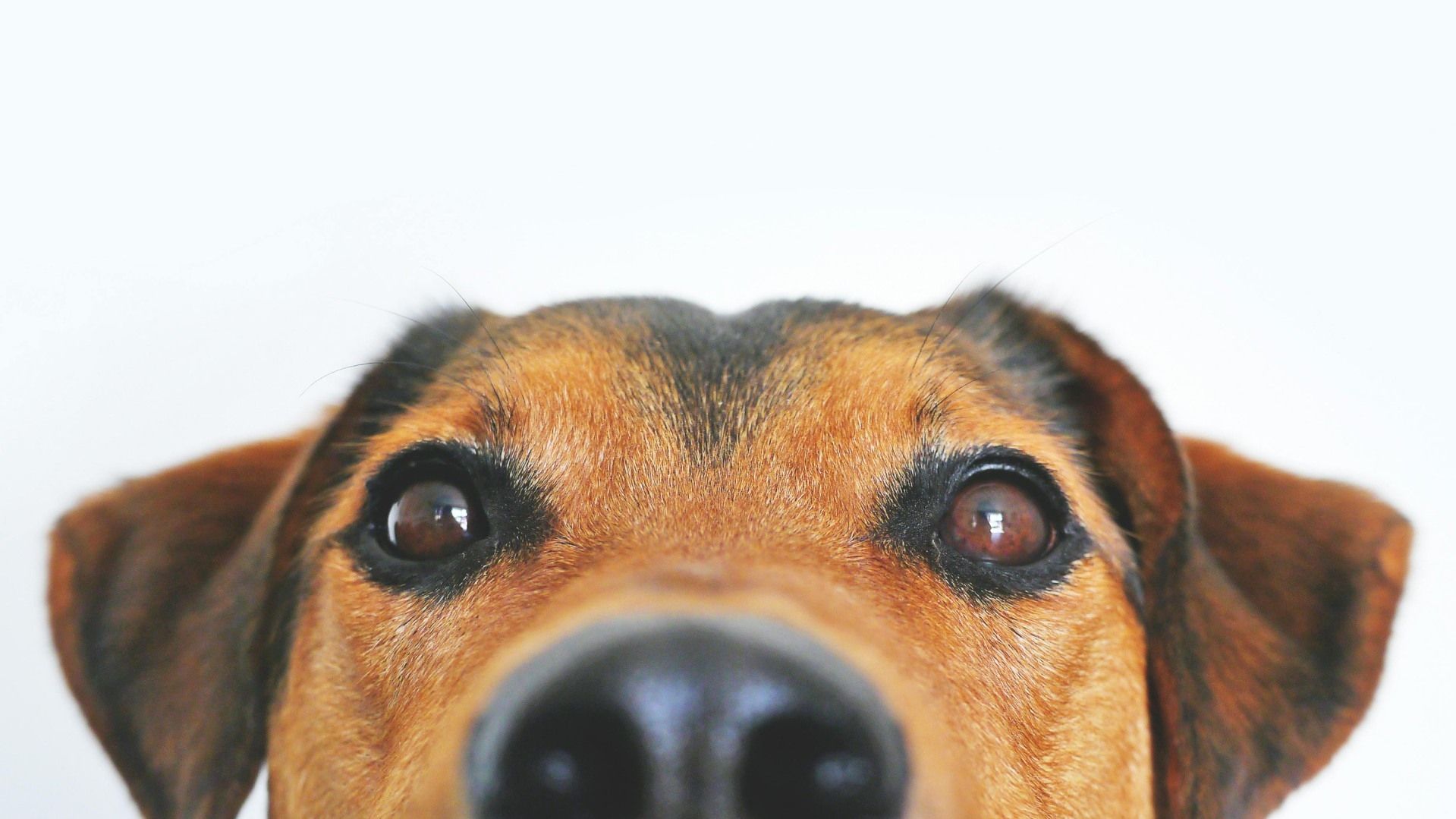 CURP para Mascotas en CDMX ¿Cómo Hacer el Trámite de Registro para Evitar Multas?