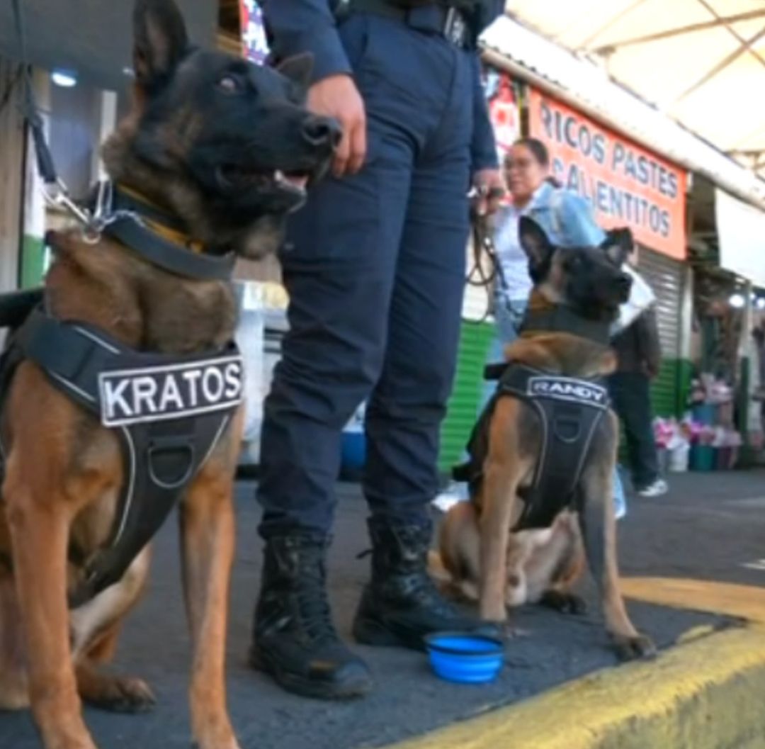 Kratos y Randy son los pastores belga malinois, de entre 1 y 5 años, que forman parte del operativo 'pasajero seguro'