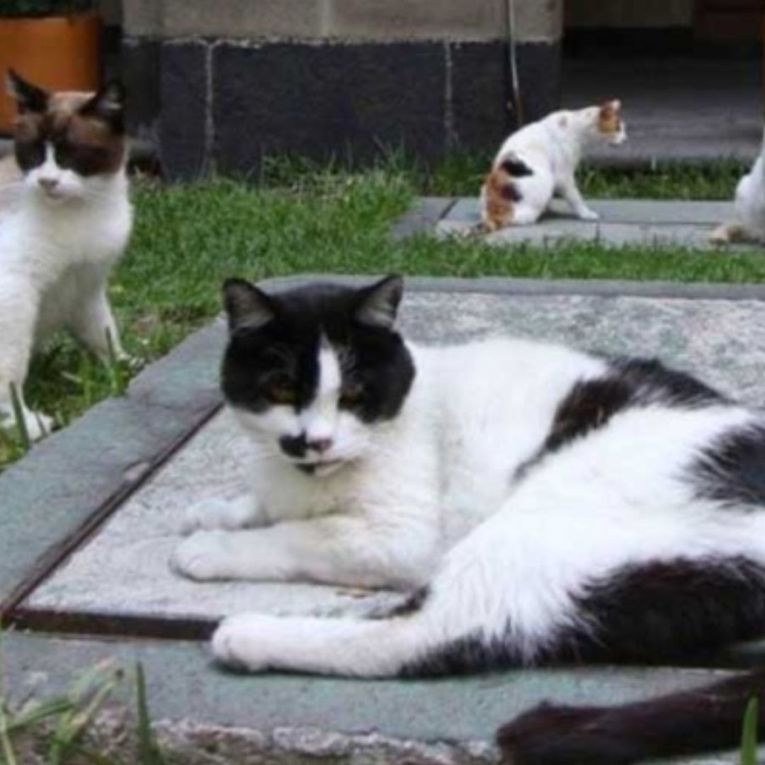Gatos de Palacio Nacional tendrán garantizados sus cuidados