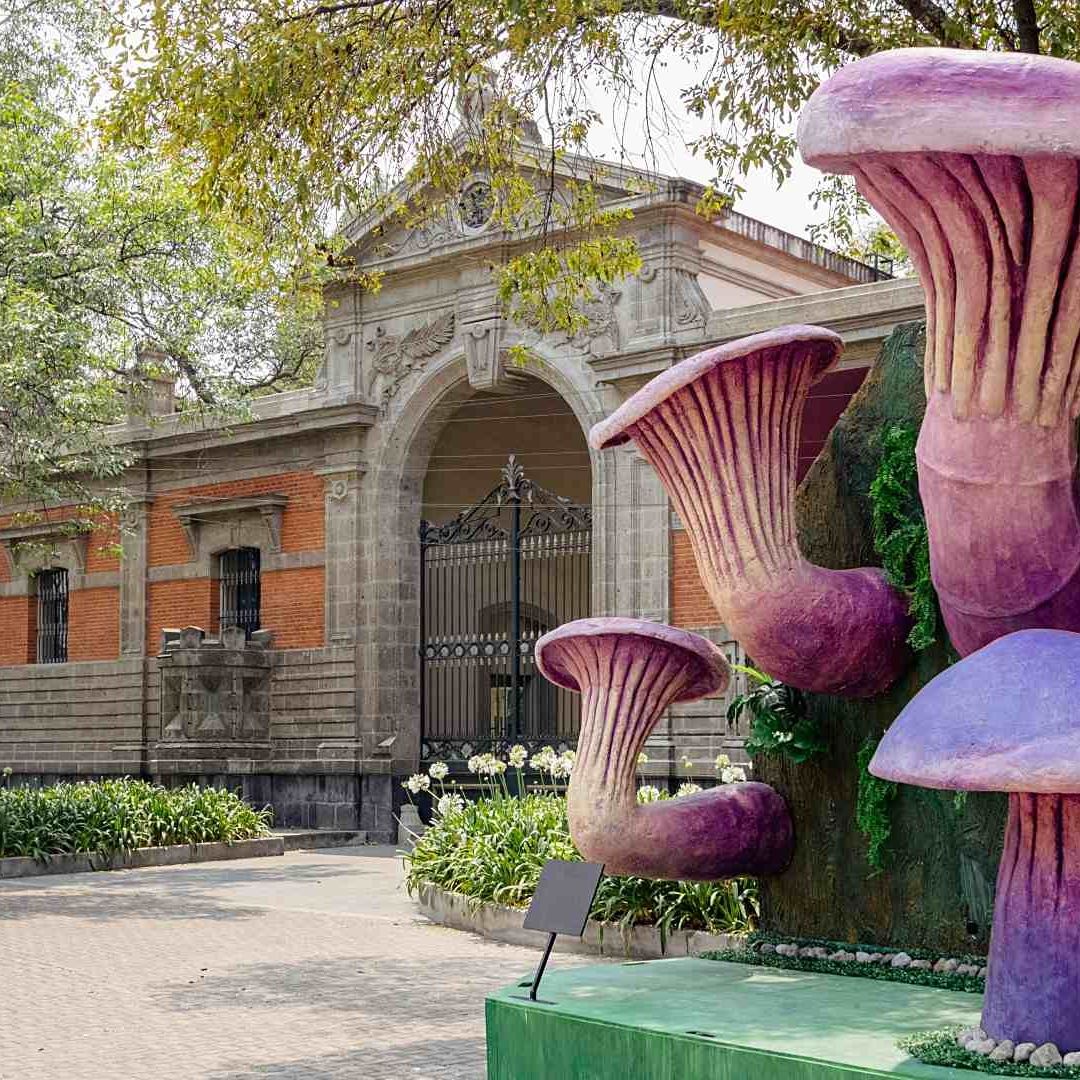 “Macrohongos” en el Bosque de Chapultepec