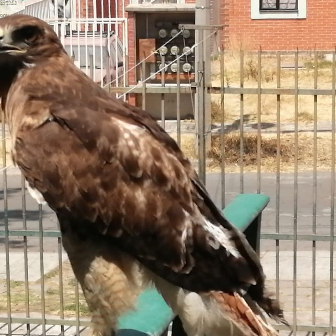 Una especie de águila mediana fue asegurada en la Col. Bosques de San Sebastián, Puebla.