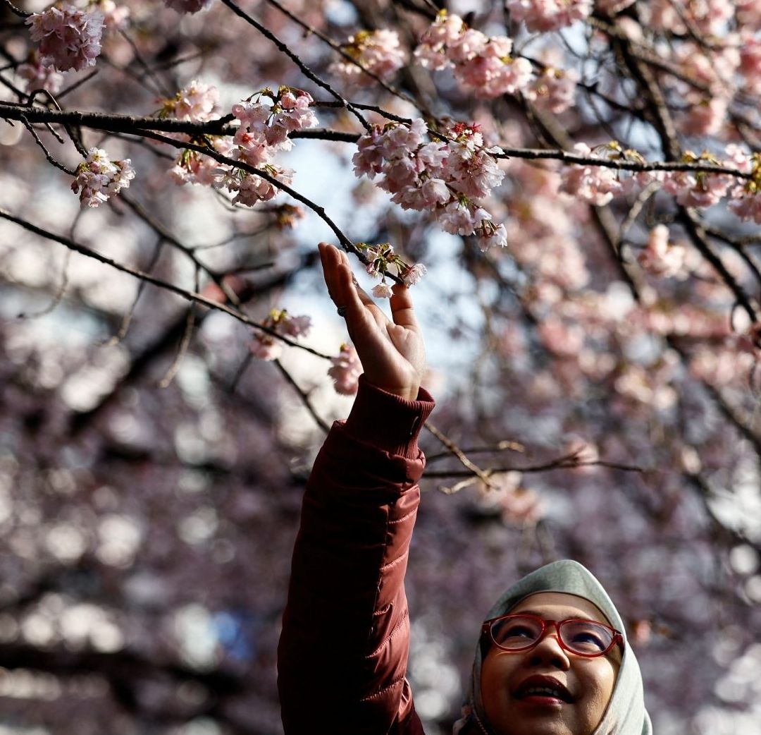 No Solo Pasa en México con las Jacarandas, en Japón los Cerezos También Adelantan su Floración