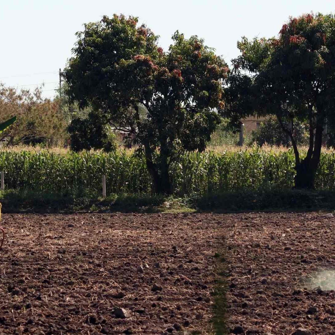 México Seguirá Importando Glisofato, Mientras Continúa la Polémica al Interior del Gobierno