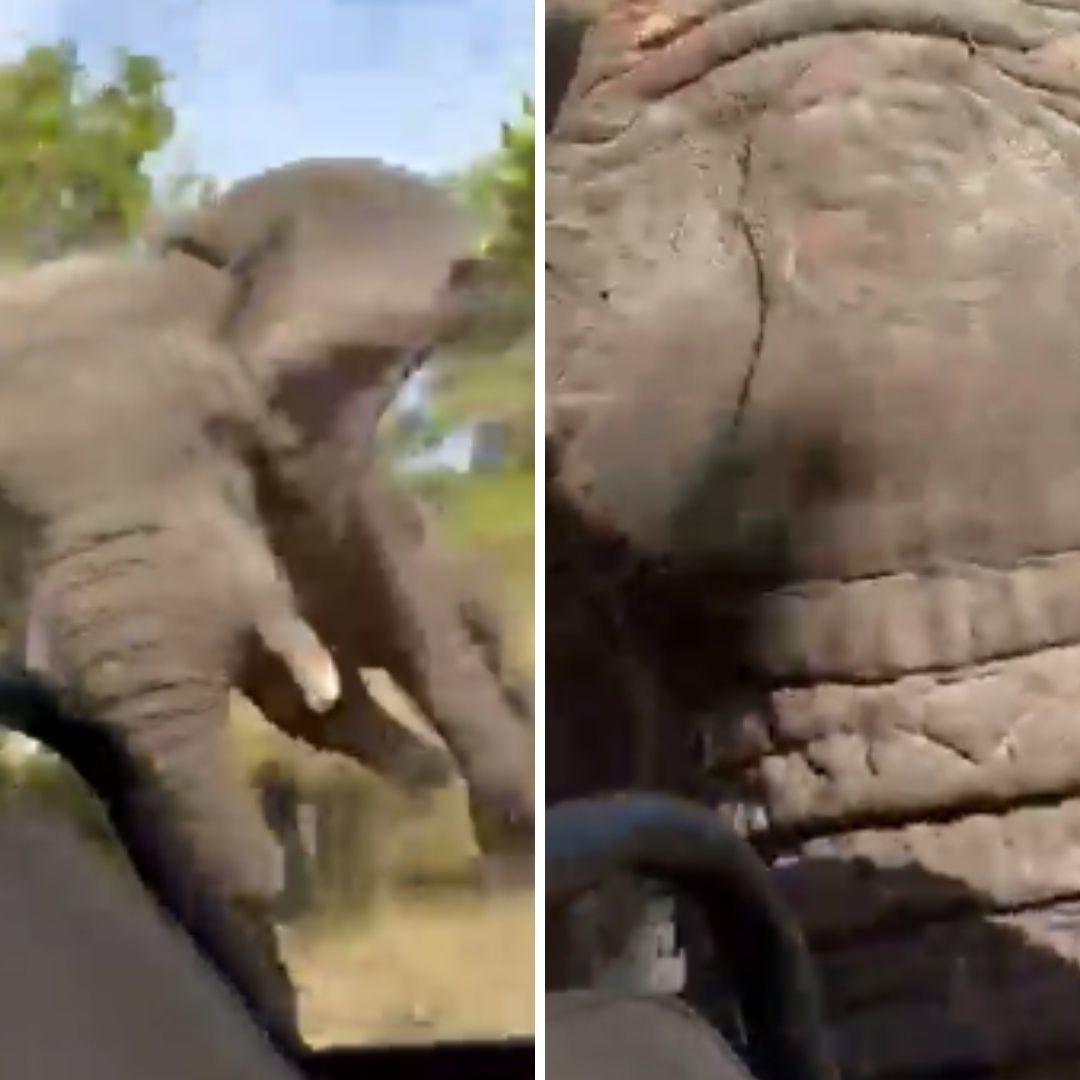 Video: Elefante Ataca a Turistas en Safari y Mata a Abuelita
